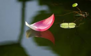 Buông bỏ vọng tưởng